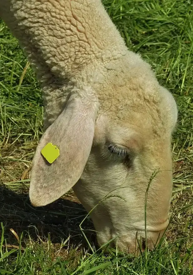 草を食む羊の横顔